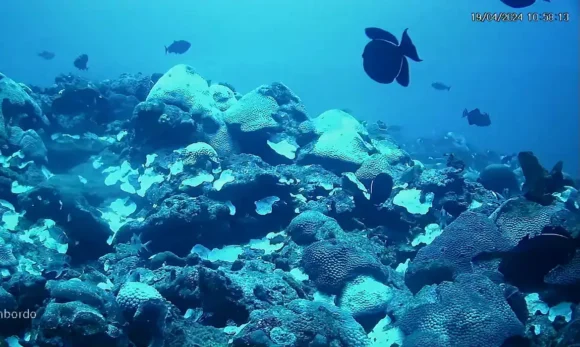 Aquecimento dos oceanos reduz em 20% a biomassa de peixes, aponta estudo internacional