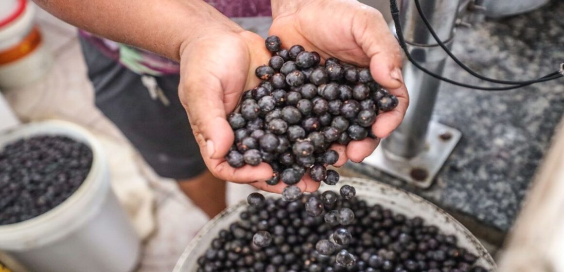 Preço do litro do açaí chega a R$ 40 em Belém com entressafra e chuvas na região