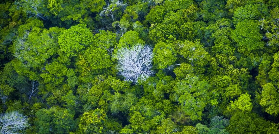 Concessões florestais do Pará se consolidam como modelo de sustentabilidade na Amazônia