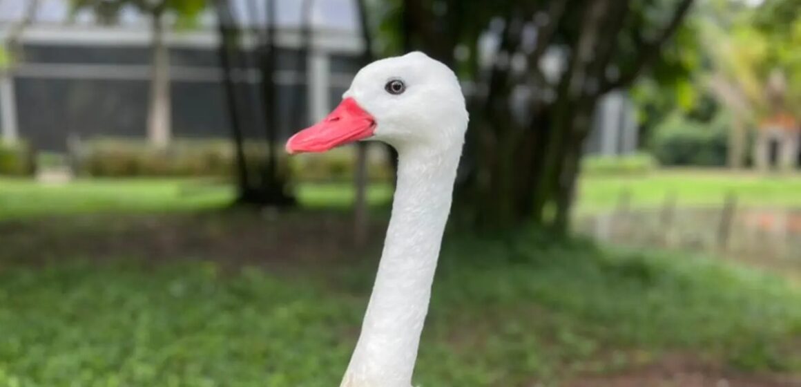 Mangal das Garças celebra Dia da Mulher com edição especial do Projeto Ecozoo