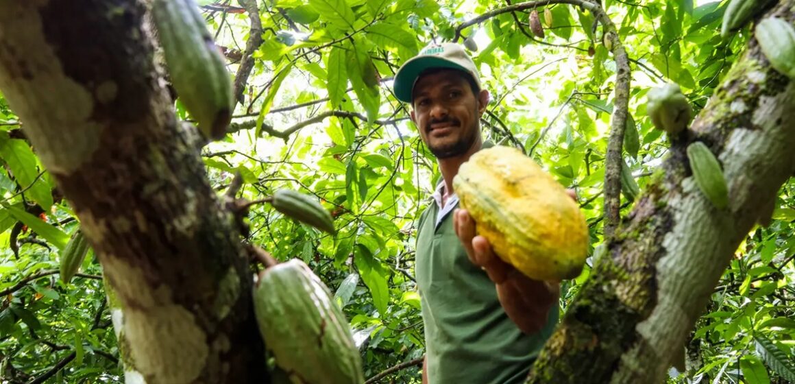Pará fortalece protagonismo como maior produtor de cacau do Brasil com ações de incentivo e exportação