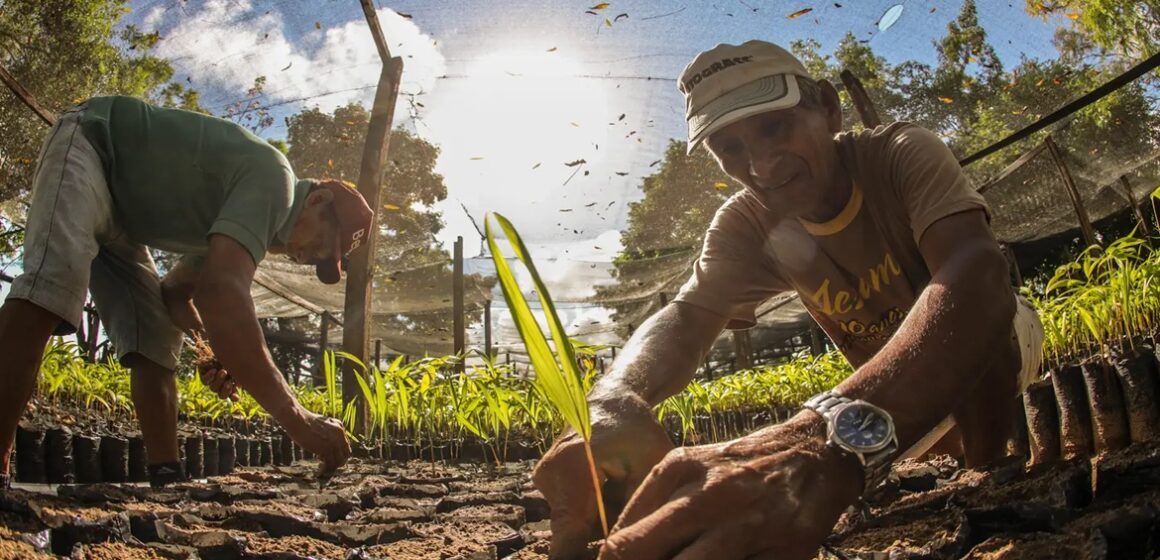Bioeconomia movimenta R$ 13,5 bilhões por ano no Pará com produtos da sociobiodiversidade