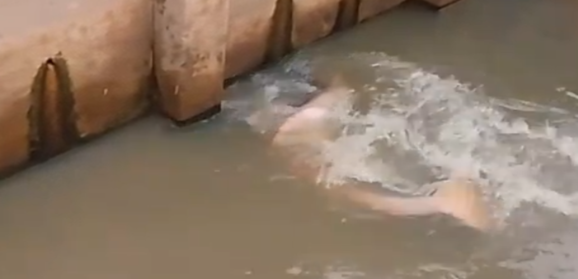Boto-cor-de-rosa é resgatado após encalhar em canal no bairro do Marco, em Belém