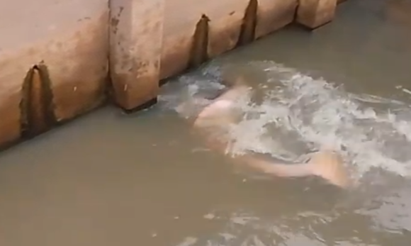 Boto-cor-de-rosa é resgatado após encalhar em canal no bairro do Marco, em Belém