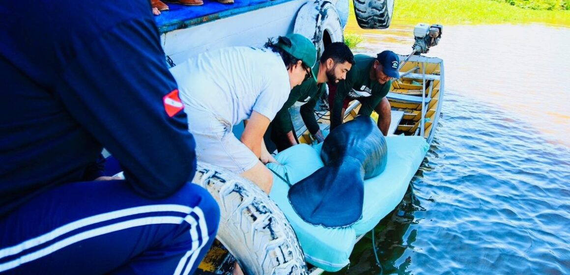 ZooUNAMA em Santarém atua na reabilitação de animais silvestres e na conscientização sobre a fauna amazônica