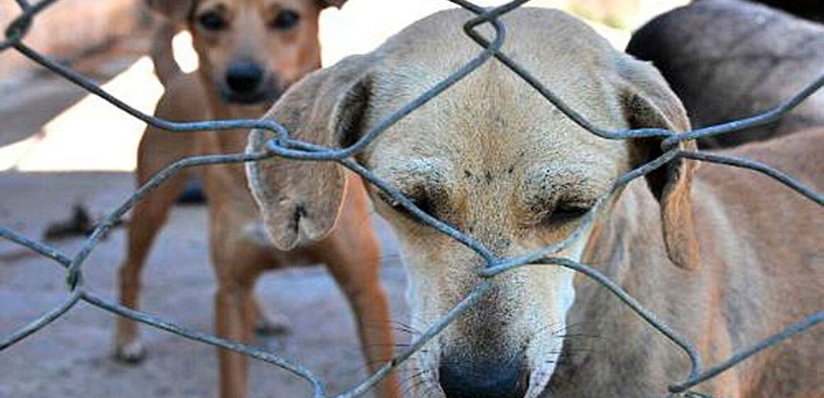 Ministério Público denuncia homem por zoofilia contra cães em Castanhal e pede prisão preventiva