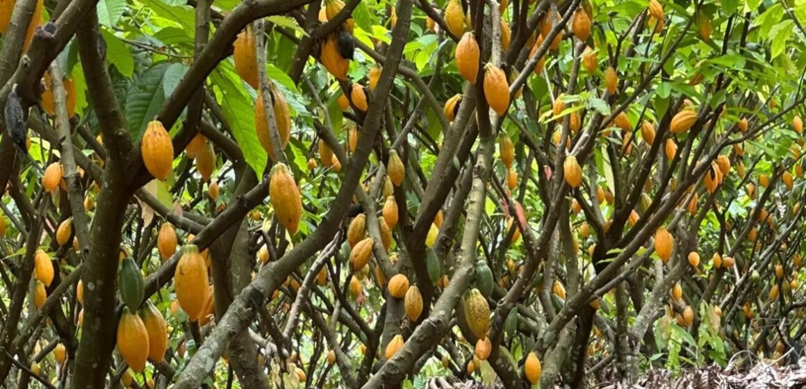 Pará tem a maior produtividade de cacau do Brasil e uma das maiores do mundo, aponta relatório da Sedap e Ceplac