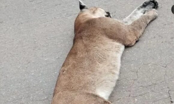 Onça-parda morre após ser atropelada na BR-158, no Pará