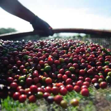 StoneX eleva previsão de safra de café do Brasil para recorde de 75,3 milhões de sacas