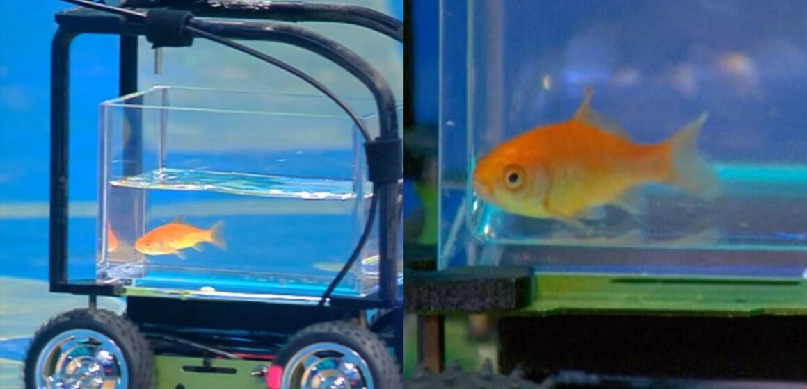 pets-viral-autotempo2025rrecorde-guinness-guinness-1773769219 Peixe dourado “dirige” veículo por mais de 12 metros e entra para o Guinness