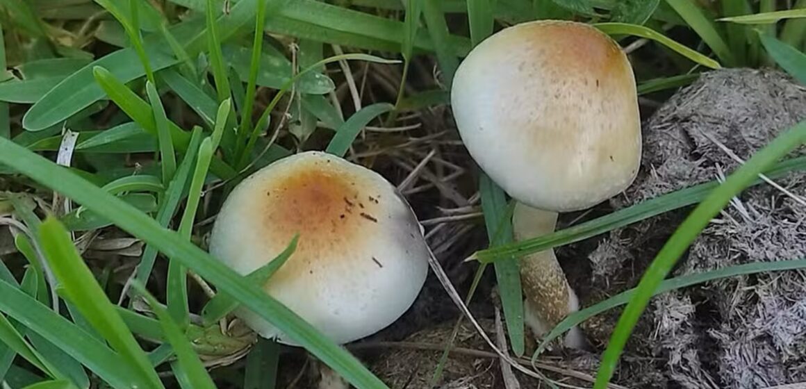 Nova espécie de cogumelo psicodélico achada na África pode revelar origem do “cogumelo mágico” mais cultivado do mundo