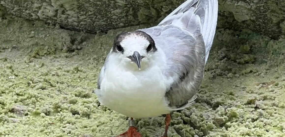 20260415154836-GC00076403-F00299938E Ave migratória resgatada em Belém é devolvida à natureza após recuperação