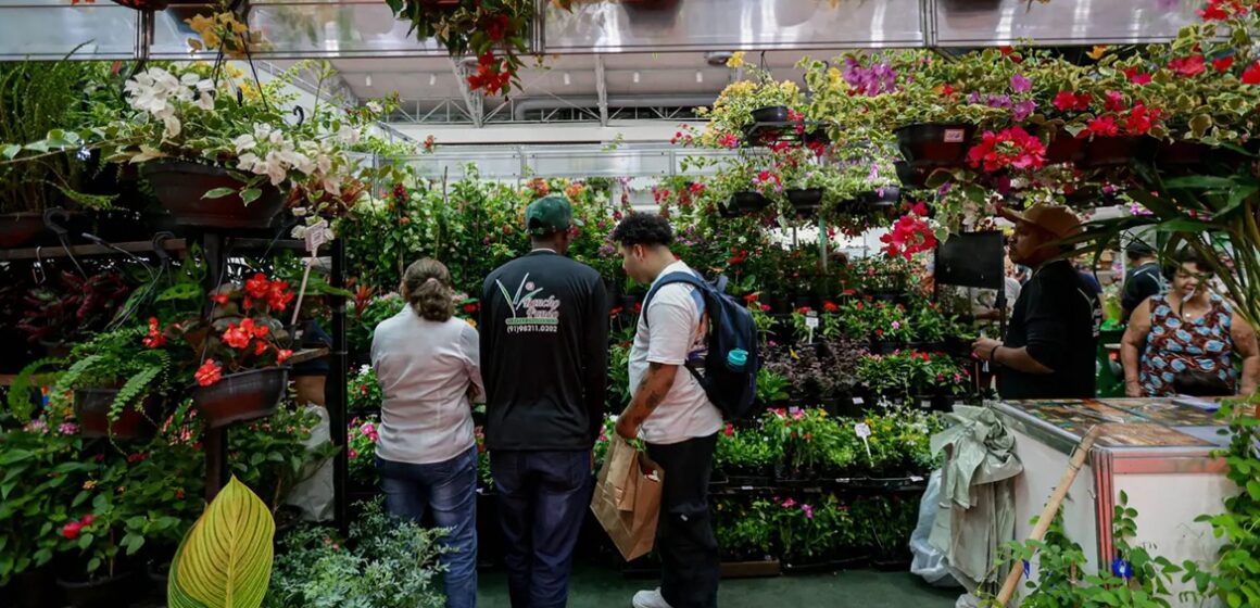 Feira de flores encanta visitantes com diversidade no Hangar