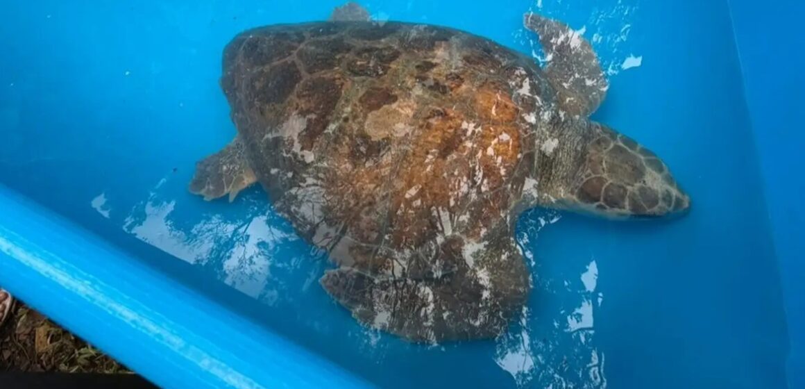 20260426195508-GC00076705-F00302004E Tartaruga marinha resgatada em Salinópolis é devolvida ao mar com apoio do Estado