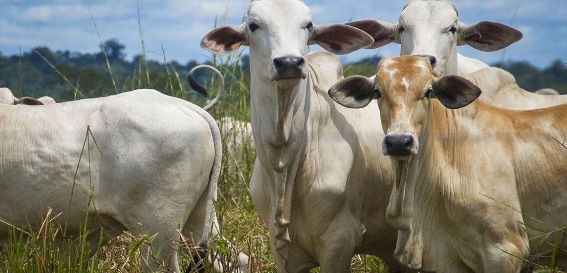 PIB do Pará cresce 4,51% em 2025, acima da média nacional, com destaque para agropecuária e indústria