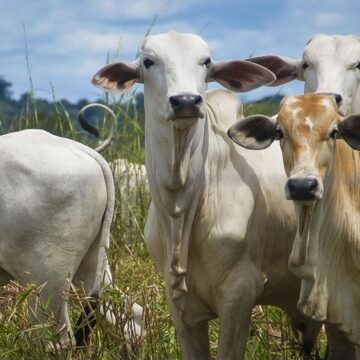 PIB do Pará cresce 4,51% em 2025, acima da média nacional, com destaque para agropecuária e indústria