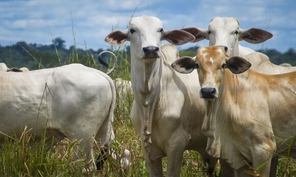 PIB do Pará cresce 4,51% em 2025, acima da média nacional, com destaque para agropecuária e indústria
