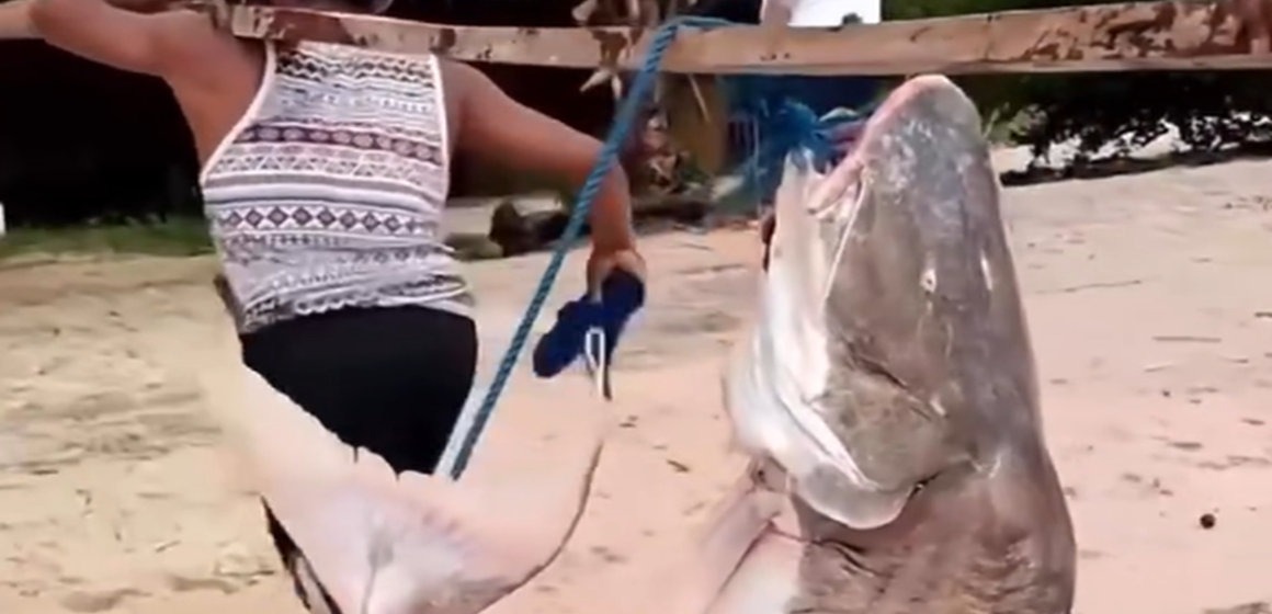 Filhote de piraíba de 70 kg é capturado e impressiona no Marajó