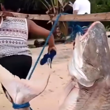 Filhote de piraíba de 70 kg é capturado e impressiona no Marajó