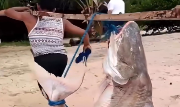 Filhote de piraíba de 70 kg é capturado e impressiona no Marajó