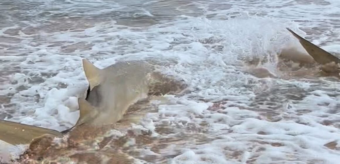 Mar tomado por tubarões na praia da Cacimba do Padre, em Noronha, repercute e gera debate