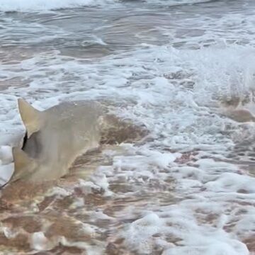 Mar tomado por tubarões na praia da Cacimba do Padre, em Noronha, repercute e gera debate