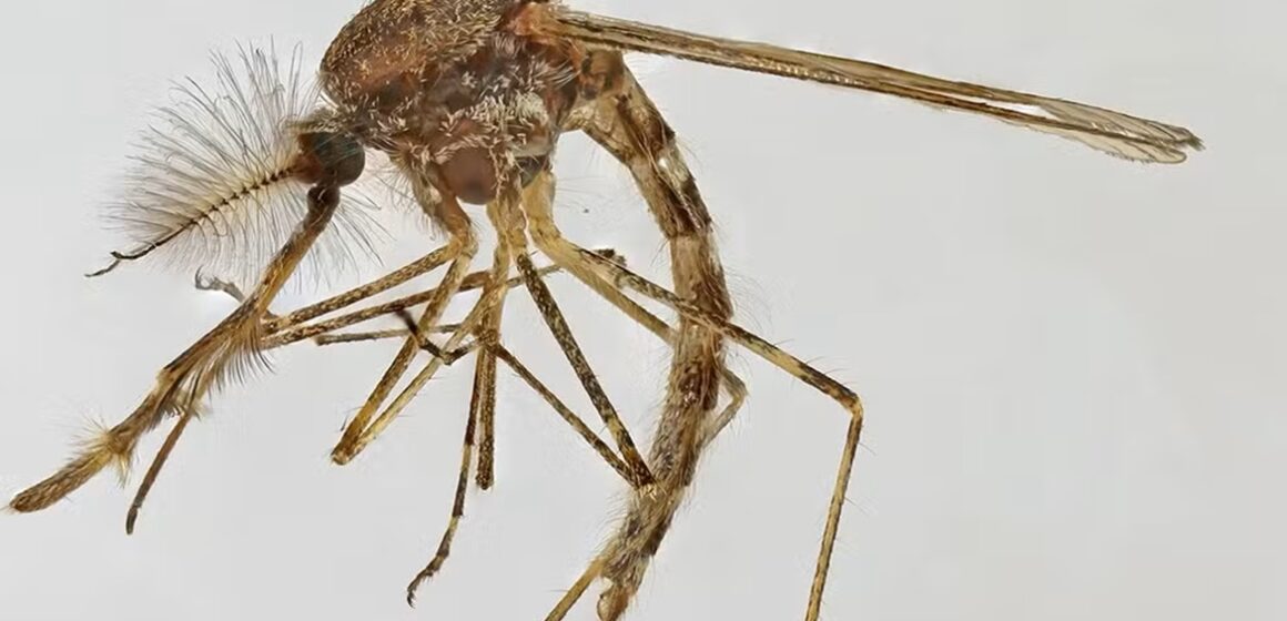 Cientistas alertam para avanço de mosquitos no Ártico e riscos ambientais