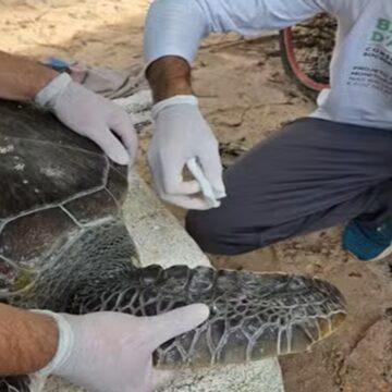 Tartaruga ameaçada de extinção é resgatada em praia do Pará