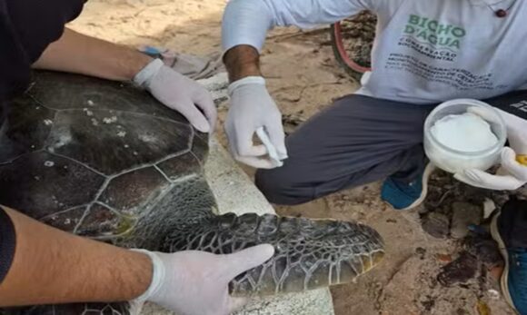 Tartaruga ameaçada de extinção é resgatada em praia do Pará