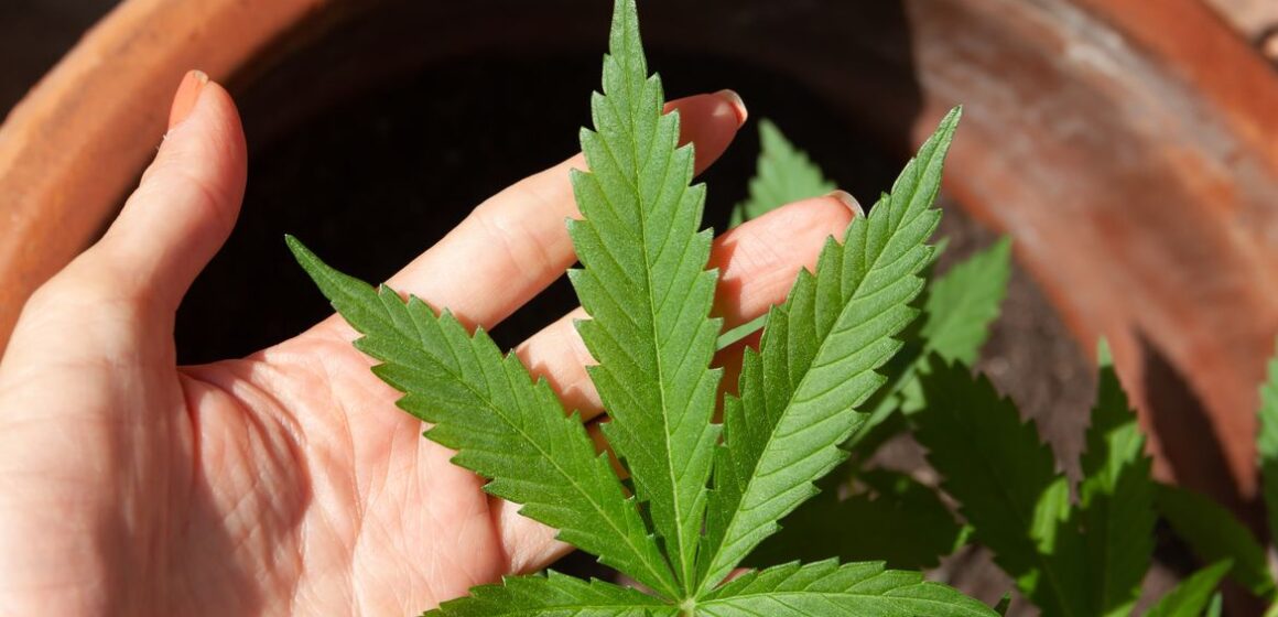 imagem-3 Uso de maconha na adolescência dobra risco de transtornos psiquiátricos graves, aponta estudo