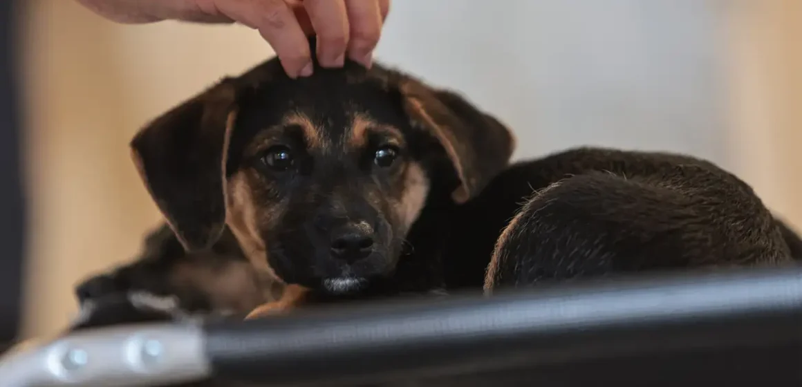 Nova lei institui guarda compartilhada de pets e define regras para dissolução de união