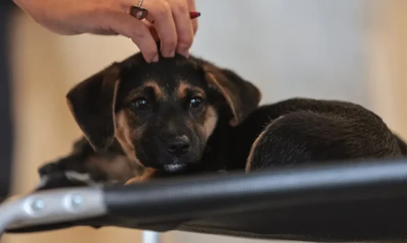 pets_doacao_32 Nova lei institui guarda compartilhada de pets e define regras para dissolução de união