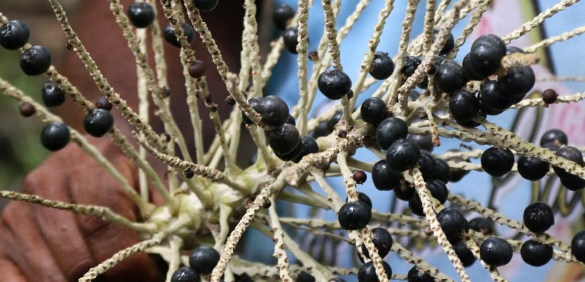 Frutas da Amazônia ganham destaque entre as melhores do mundo em ranking internacional