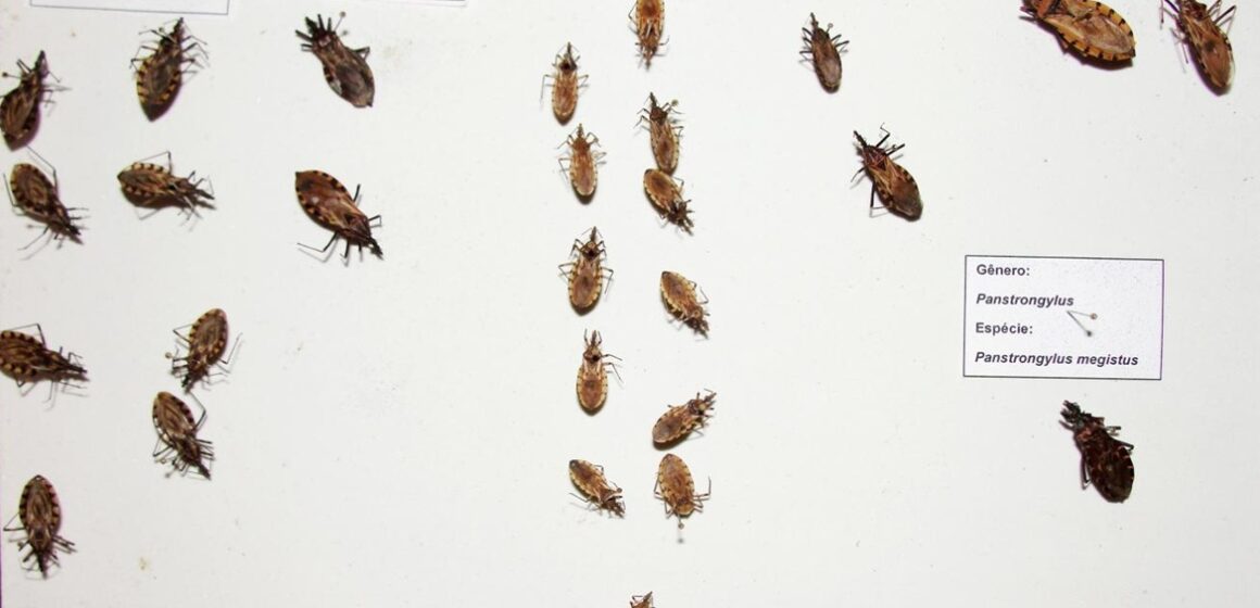 Sespa alerta população para sintomas da doença de Chagas e reforça cuidados com a alimentação
