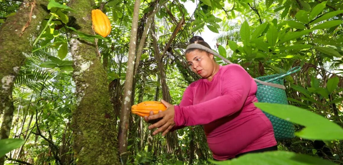Pará lidera produção de cacau no Brasil e concentra mais da metade da riqueza do setor