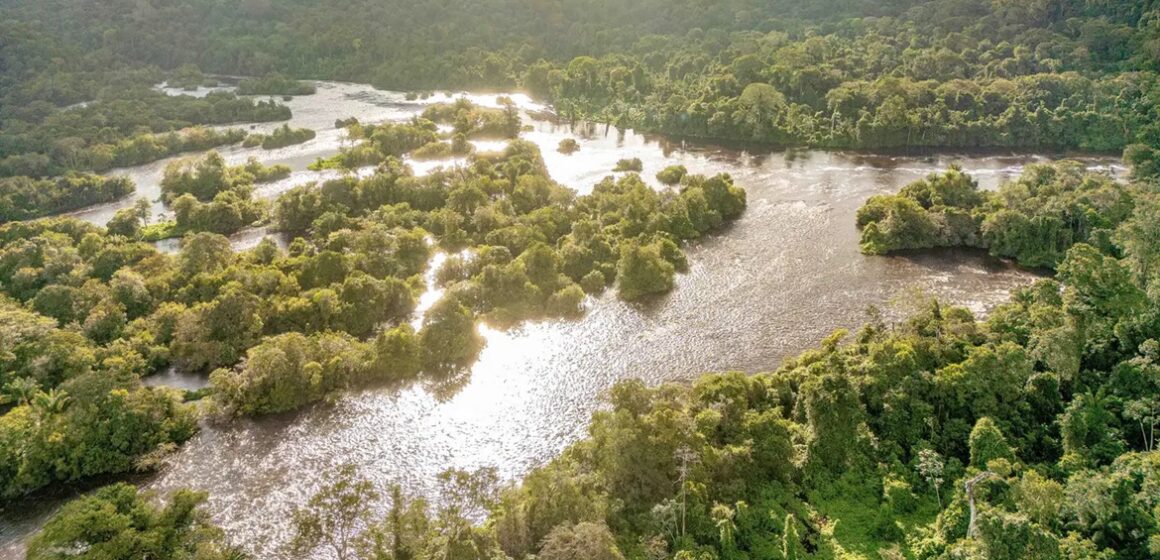 Pará consolida maior concessão de manejo florestal sustentável do Brasil