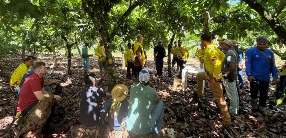 Placacaueira 2026 fortalece produção familiar de cacau na Transamazônica
