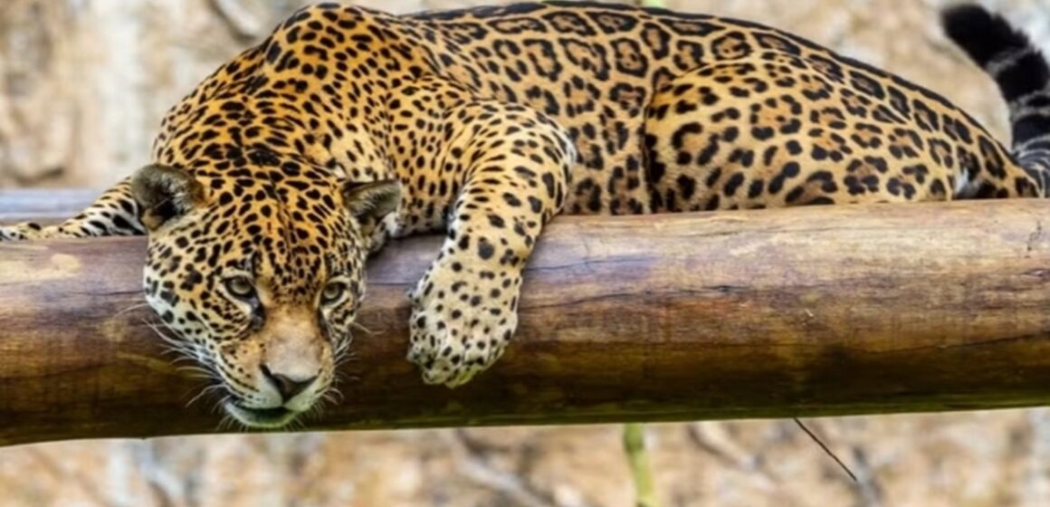 Onça-pintada do Pará é a primeira do Brasil a receber transfusão de sangue