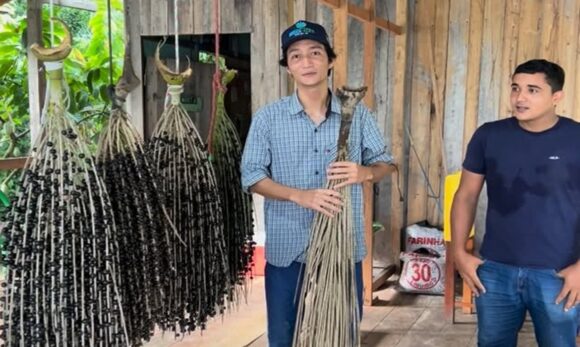 Açaí gigante chama atenção de engenheiro agrícola no município de Acará