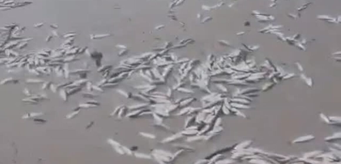 Mortandade de peixes chama atenção de turistas na Praia do Atalaia, em Salinópolis