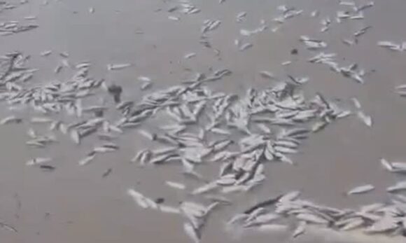 Mortandade de peixes chama atenção de turistas na Praia do Atalaia, em Salinópolis