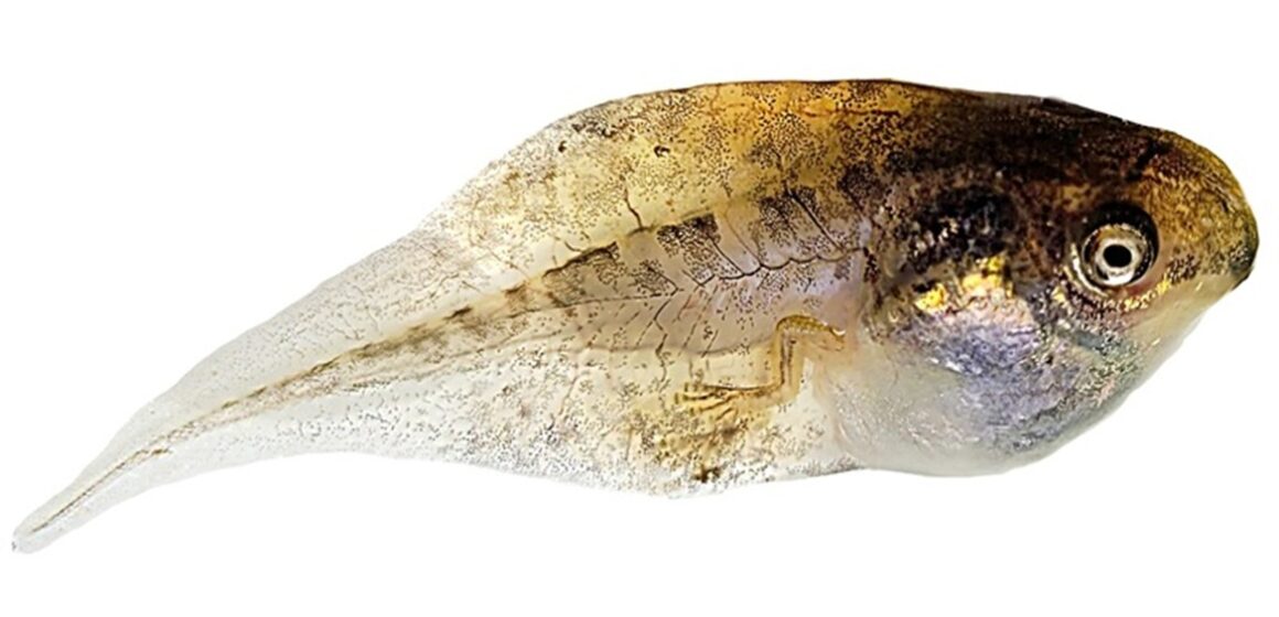 UFPA identifica microplásticos em girinos da Amazônia pela primeira vez