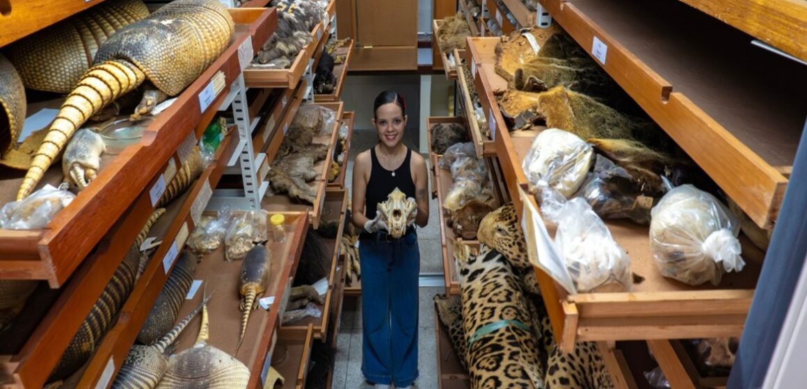 Museu Goeldi possui uma das maiores coleções de mamíferos da América do Sul