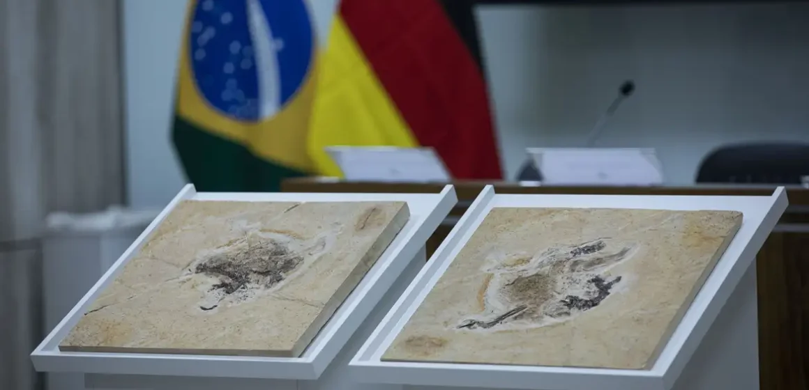 Brasil trabalha para repatriar fósseis de dinossauros e outros patrimônios espalhados por pelo menos 14 países