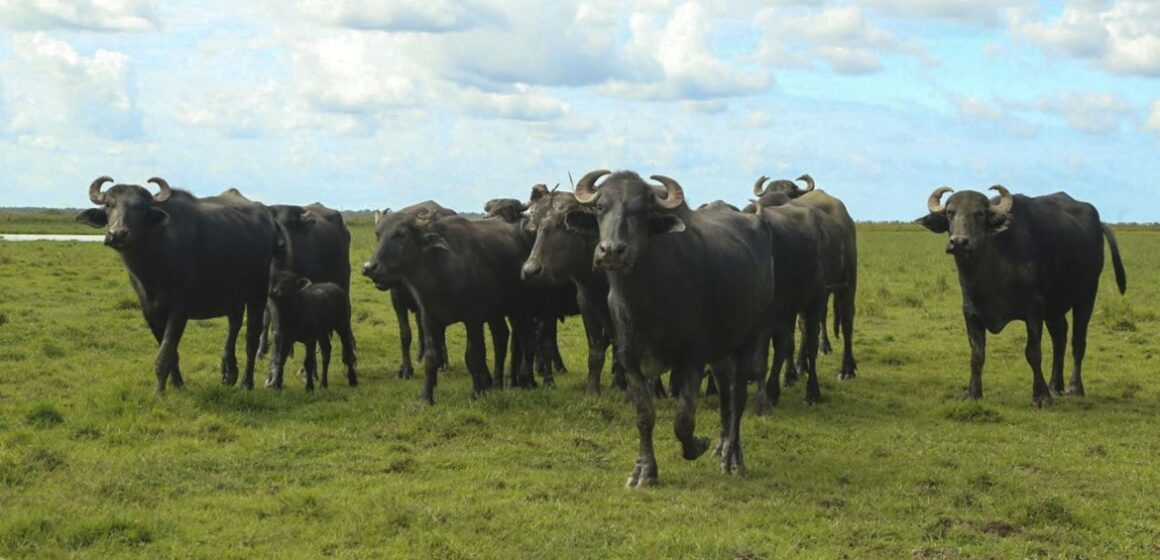 11545_5d7dd0d7-22e6-cecc-033b-e01bd1e1e2aa Naufrágio no século XIX ajudou a dar origem ao maior rebanho de búfalos do Brasil na Ilha de Marajó