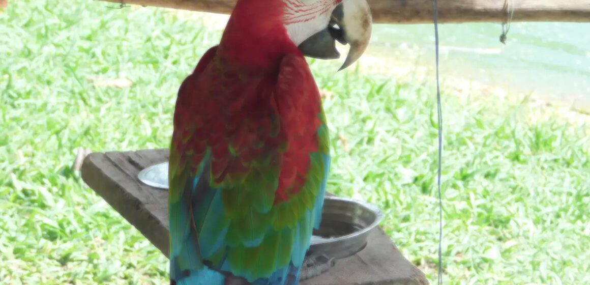 Mangal das Garças terá arraial especial com participação de animais na sexta-feira