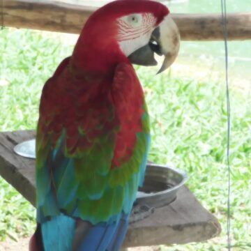 Mangal das Garças terá arraial especial com participação de animais na sexta-feira