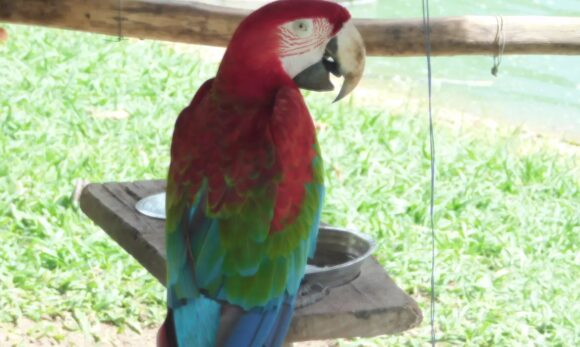 20260616160259-GC00078126-F00310689E Mangal das Garças terá arraial especial com participação de animais na sexta-feira