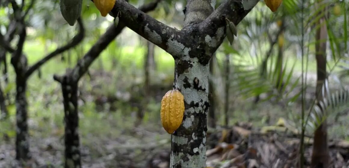 Cacauicultura regenera 165 mil hectares de terra degradada no Pará