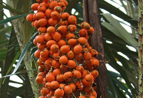 Tucumã se destaca pelo alto teor de betacaroteno e importância para a biodiversidade e economia amazônica